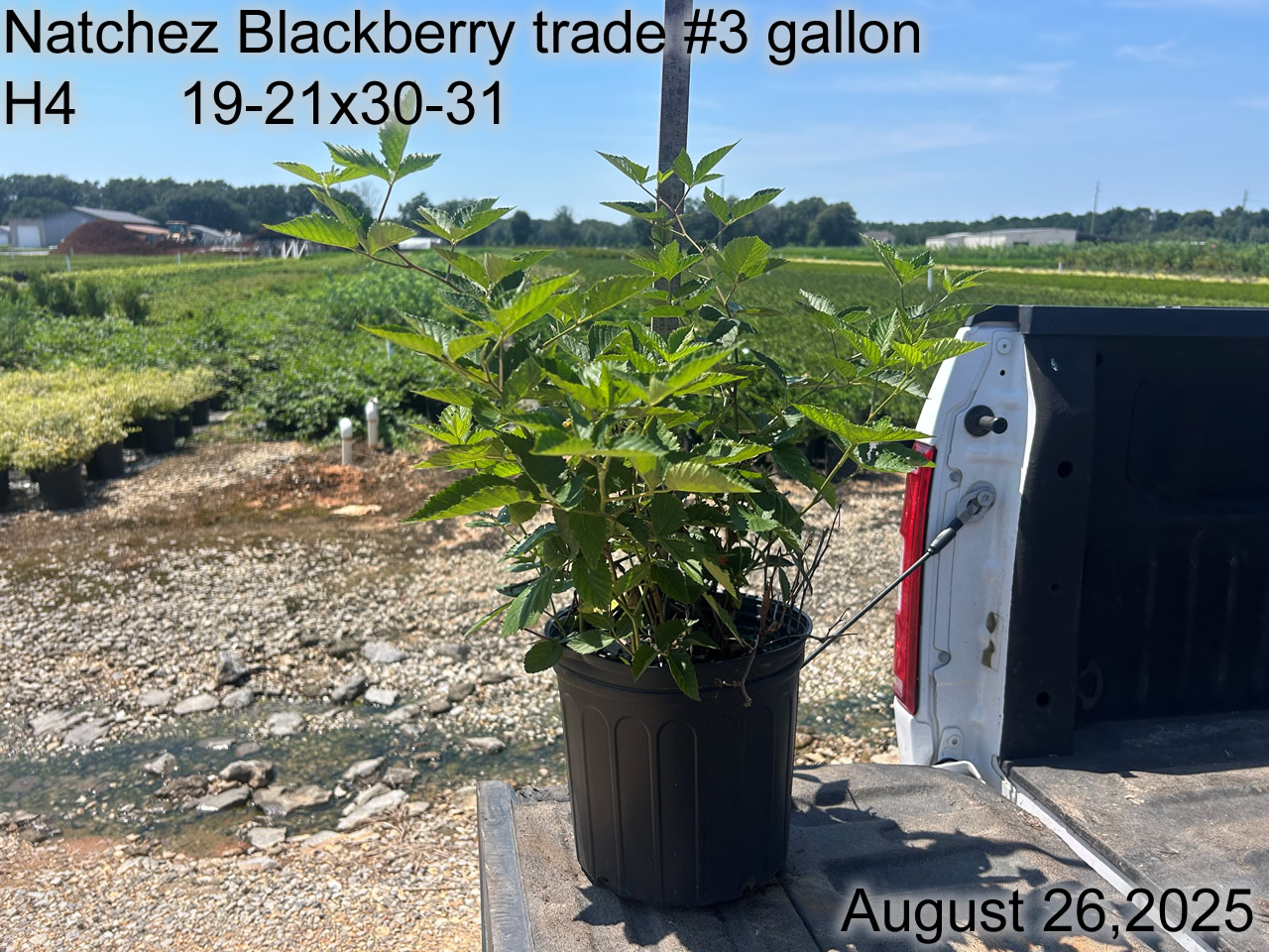 gallery/bknz3t h4 aug25.jpg